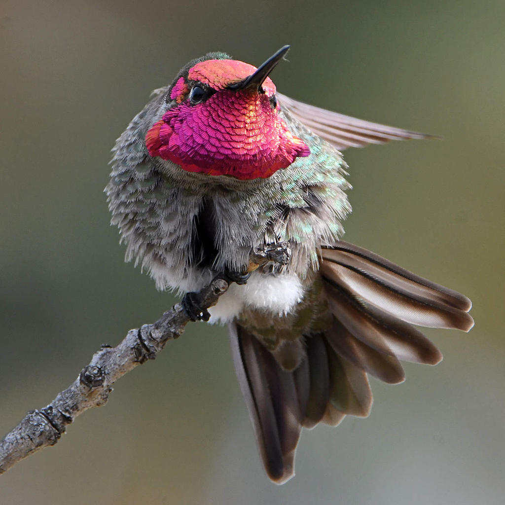 Hummer27.jpg