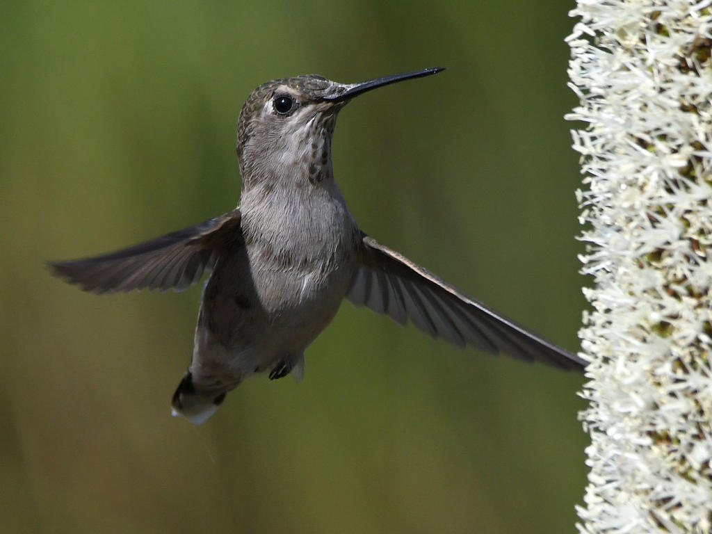 Hummer27.jpg