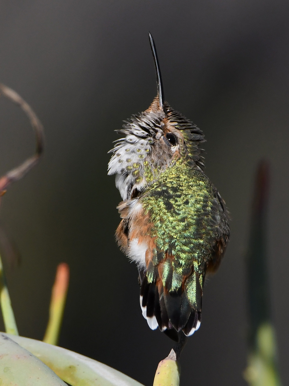 Hummer27.jpg