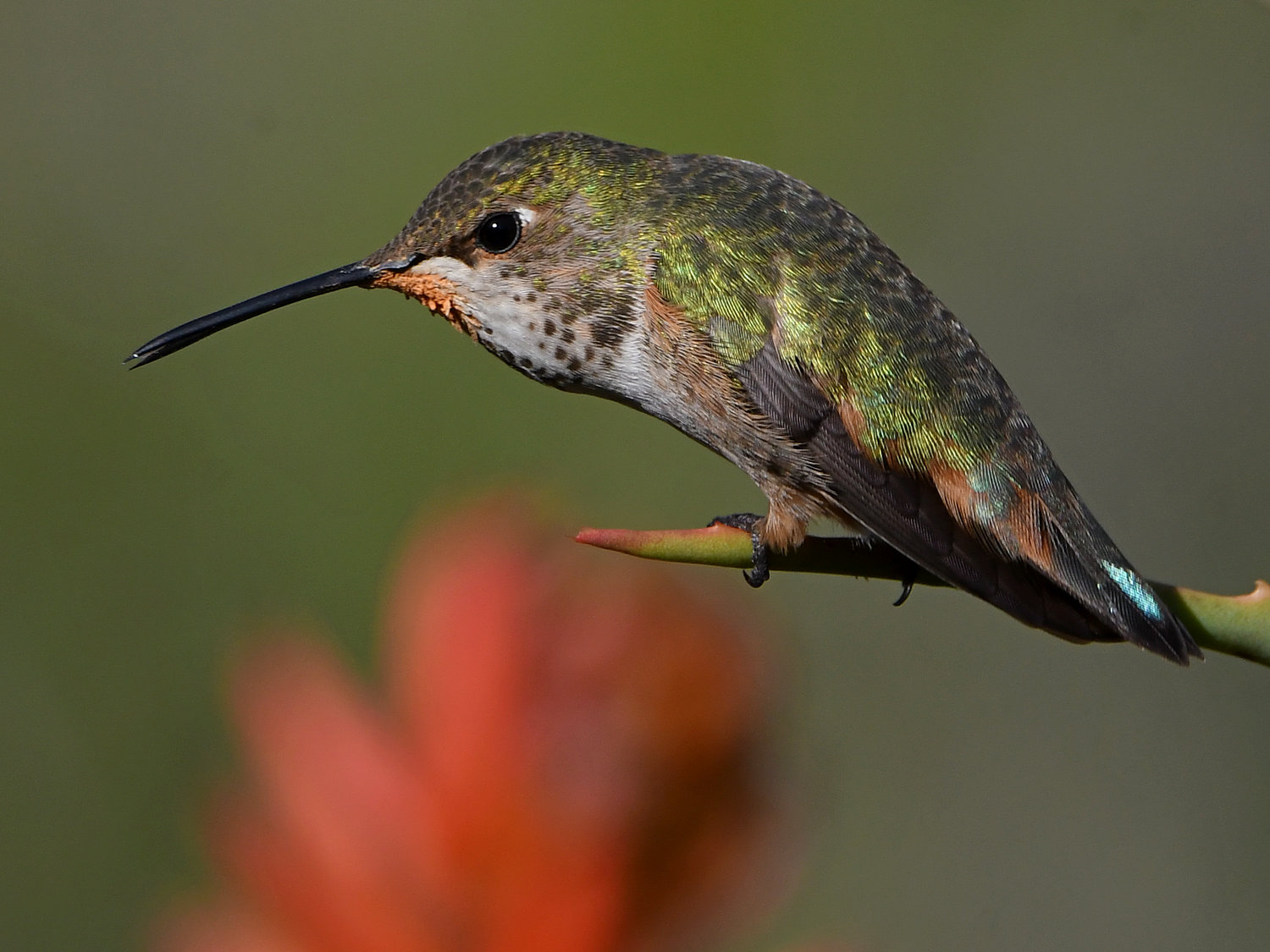 Hummer27.jpg