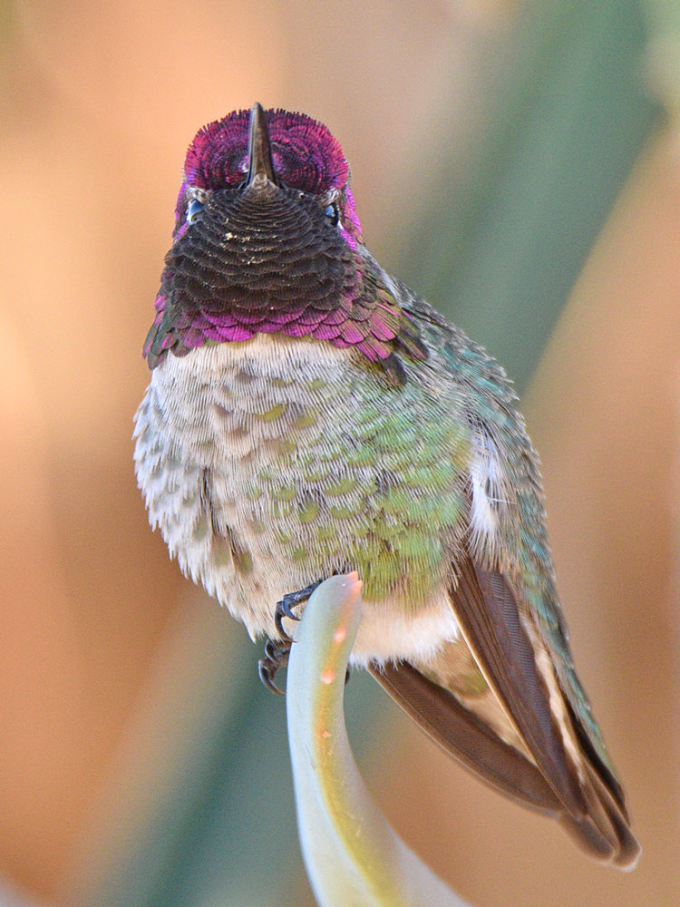 Hummer28.jpg