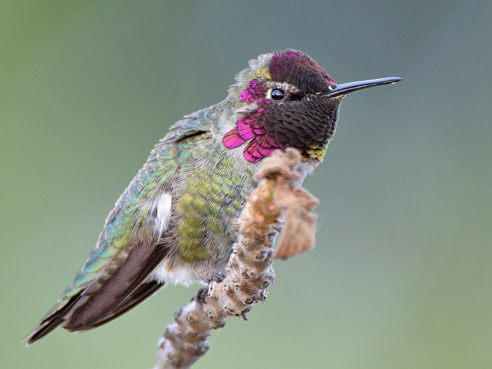 Hummer28.jpg