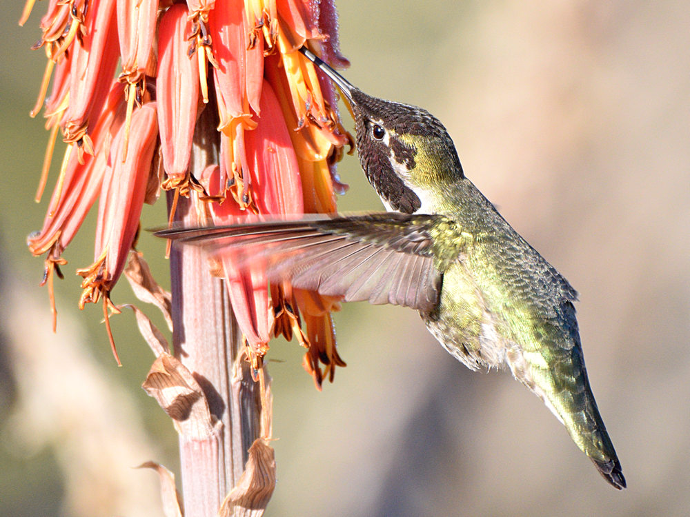Hummer28.jpg