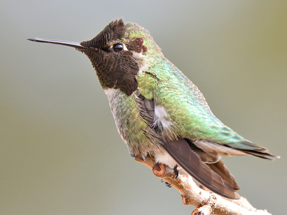 Hummer28.jpg
