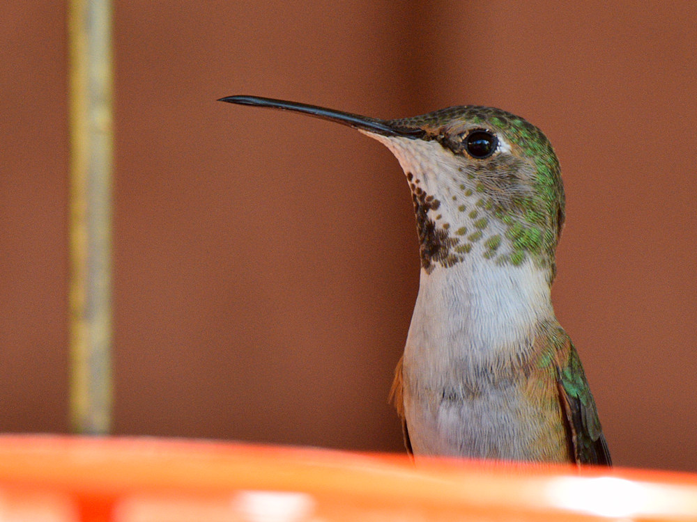Hummer28.jpg