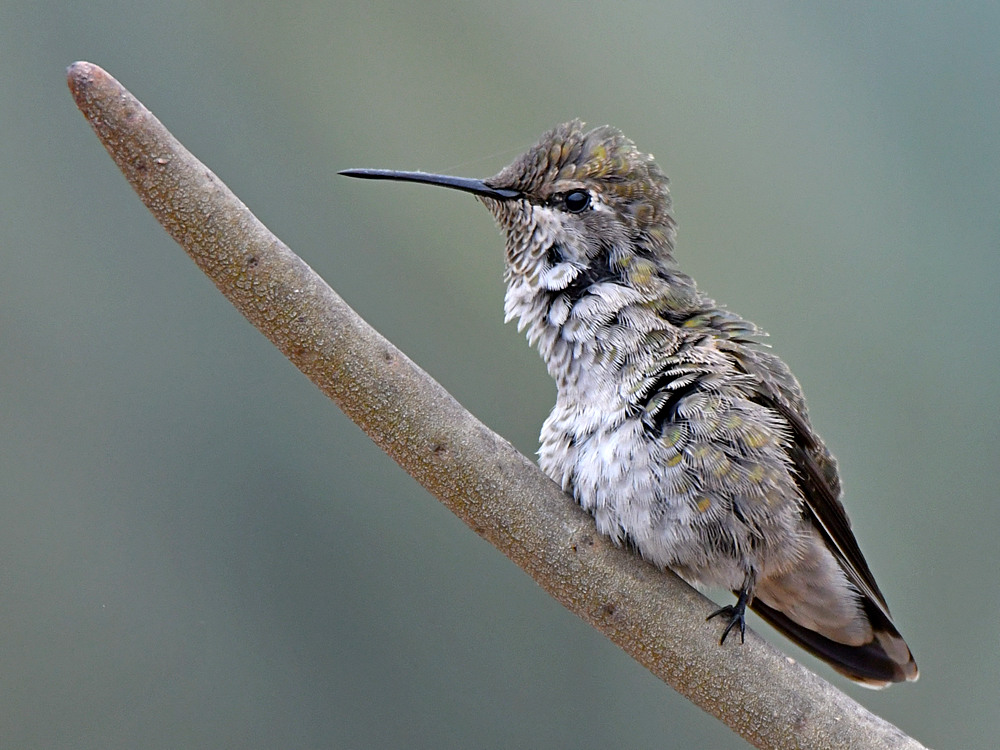Hummer28.jpg