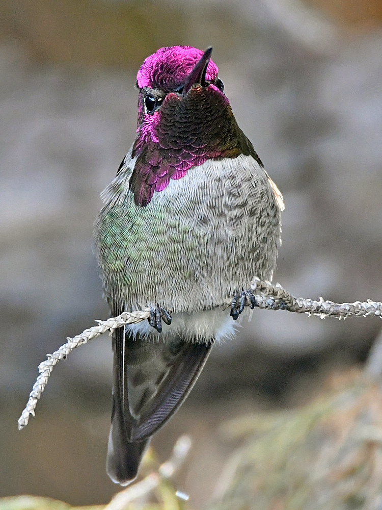 Hummer28.jpg