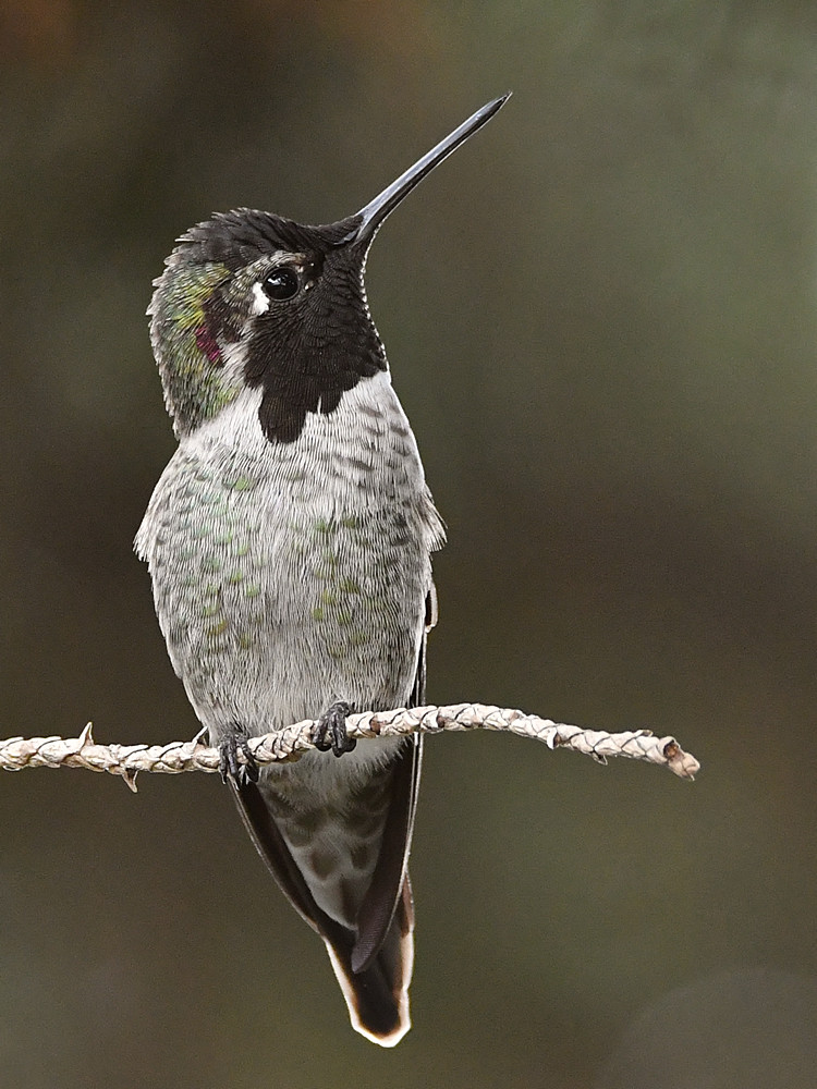 Hummer28.jpg