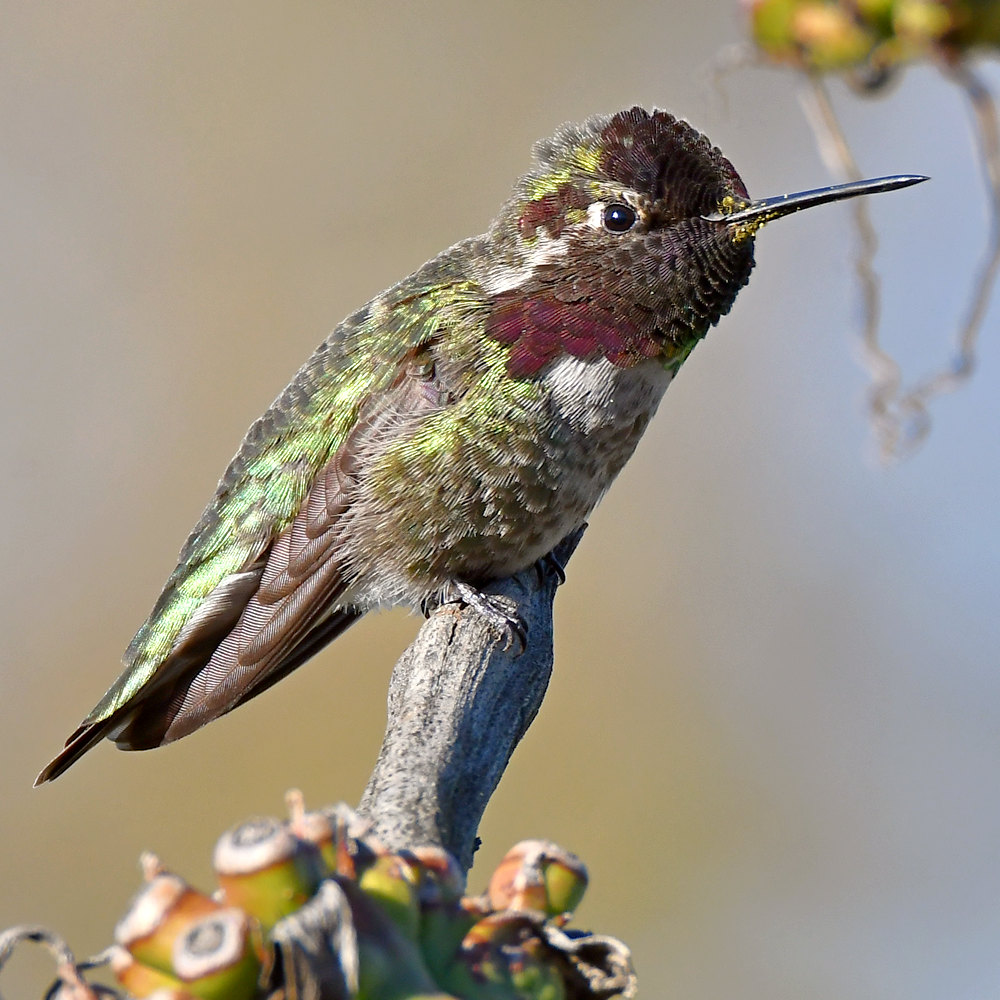 Hummer28.jpg