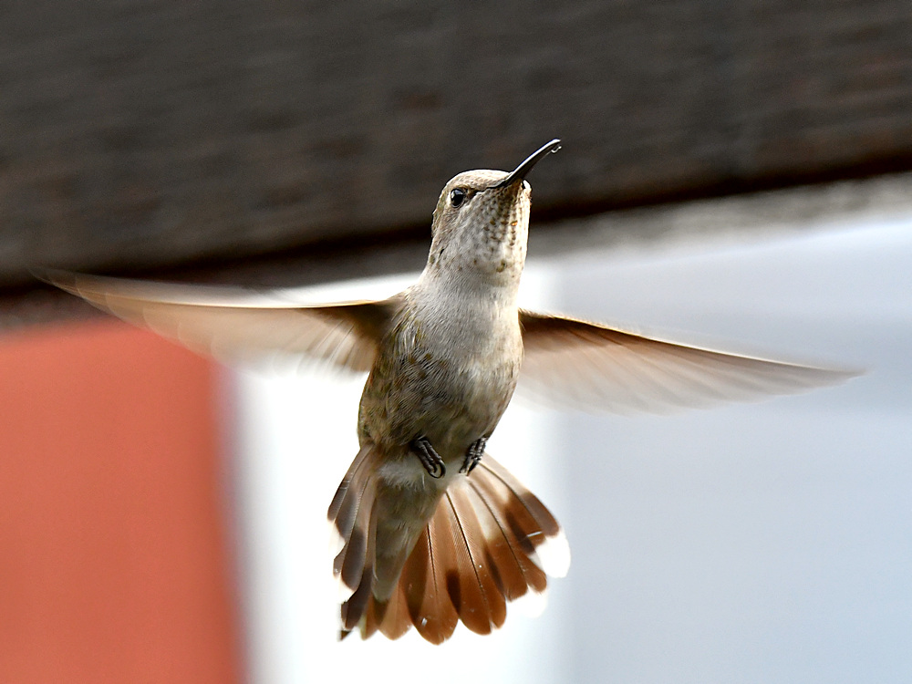 Hummer28.jpg