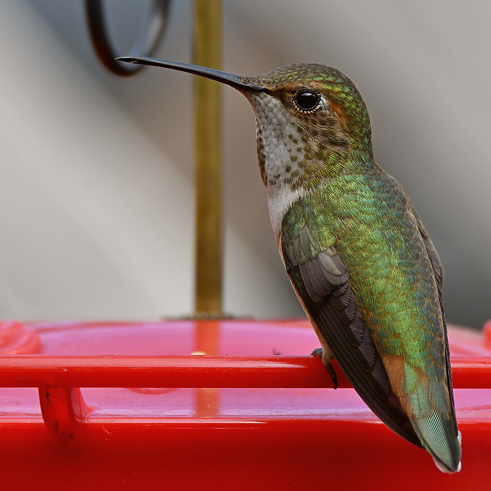Hummer28.jpg