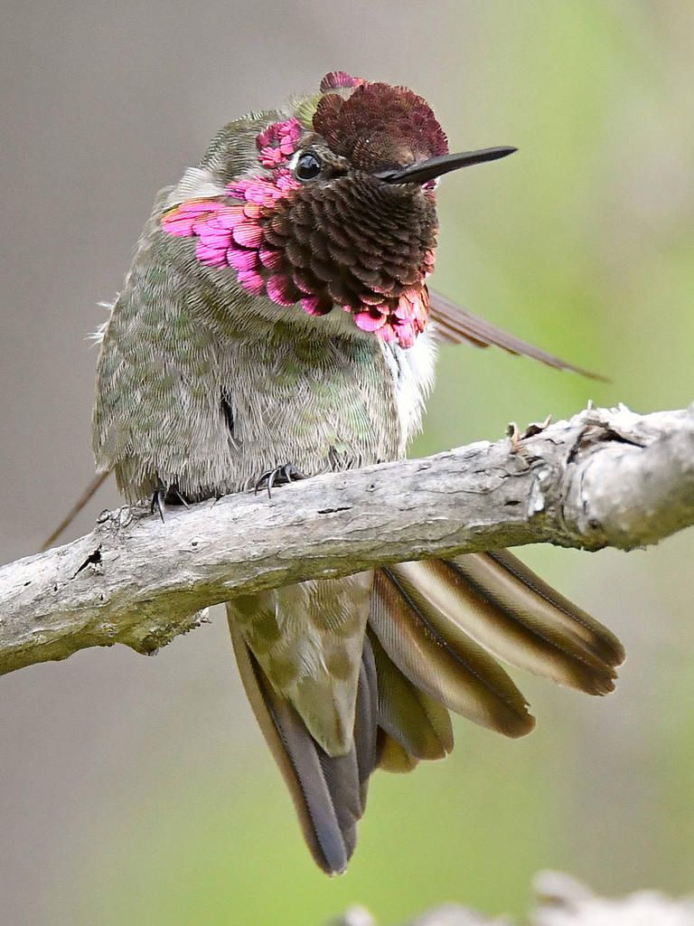 Hummer28.jpg