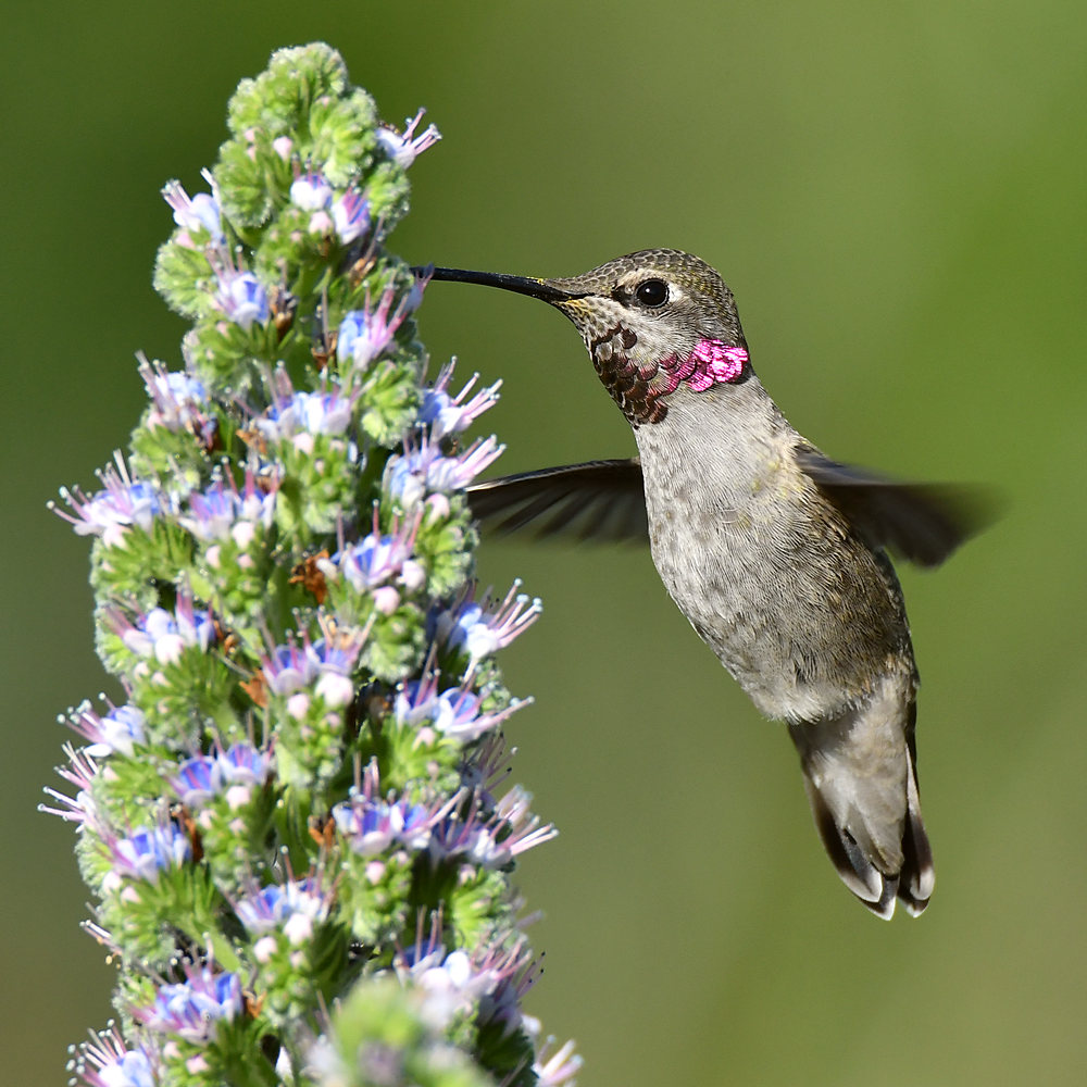 Hummer28.jpg