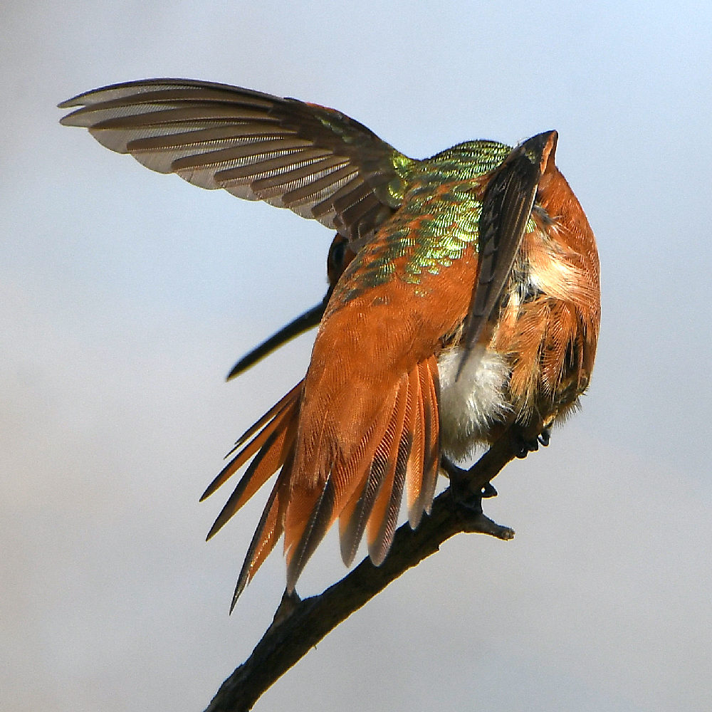 Hummer28.jpg