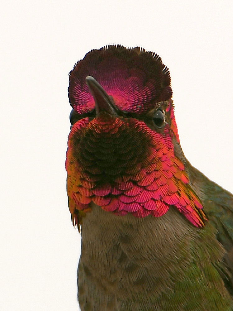 Hummer28.jpg