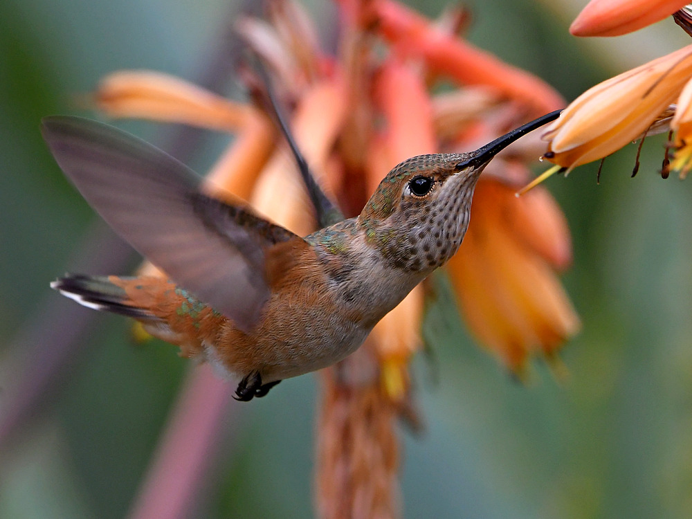 Hummer28.jpg