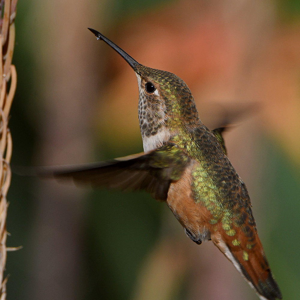 Hummer28.jpg