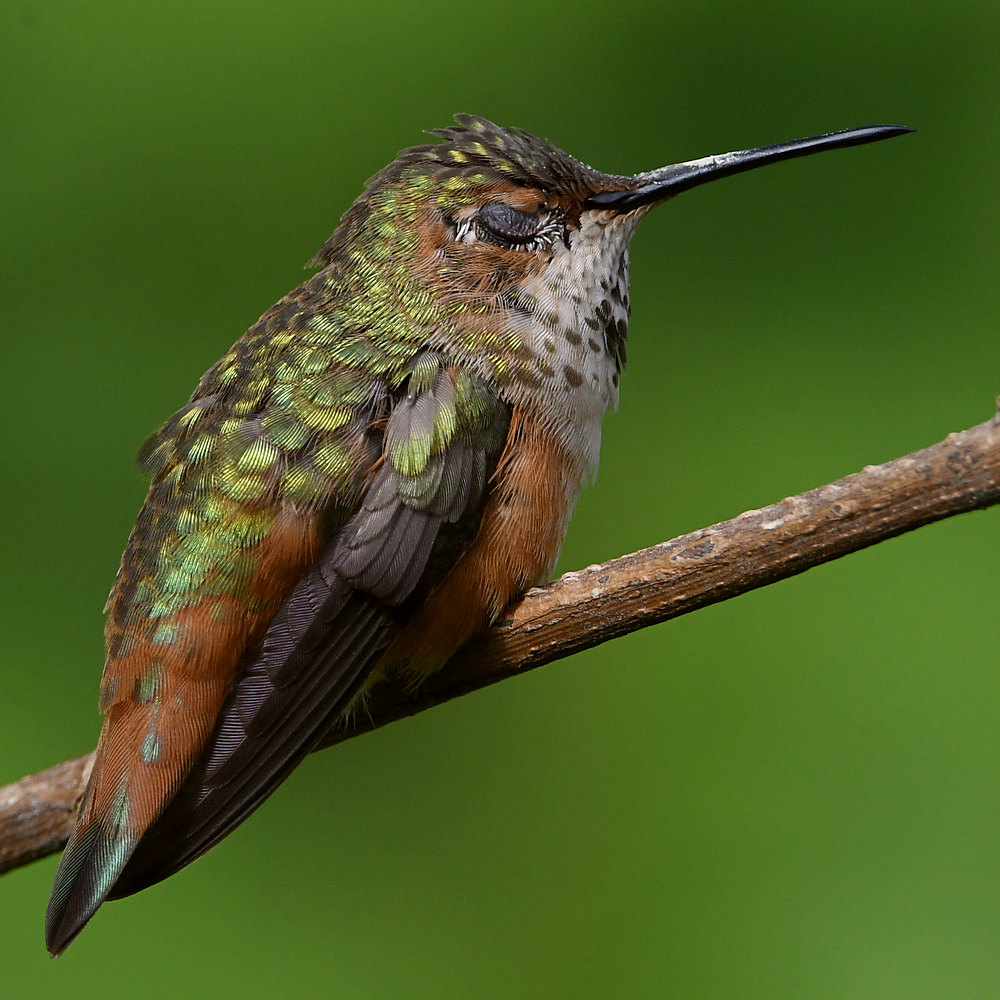 Hummer28.jpg