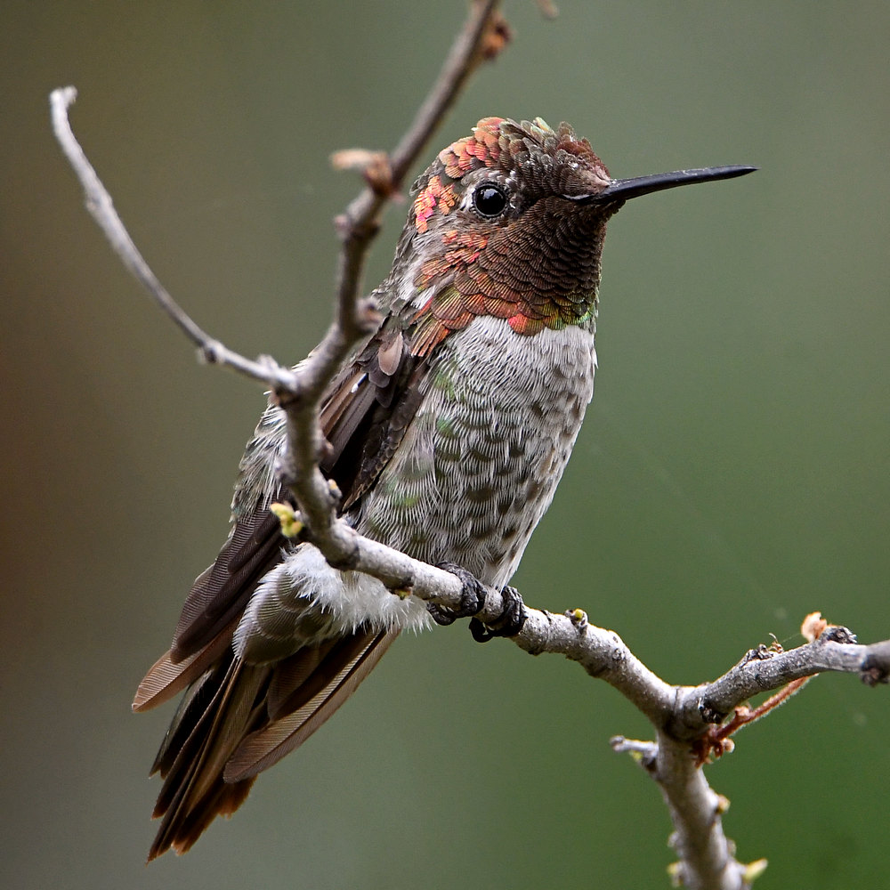 Hummer28.jpg