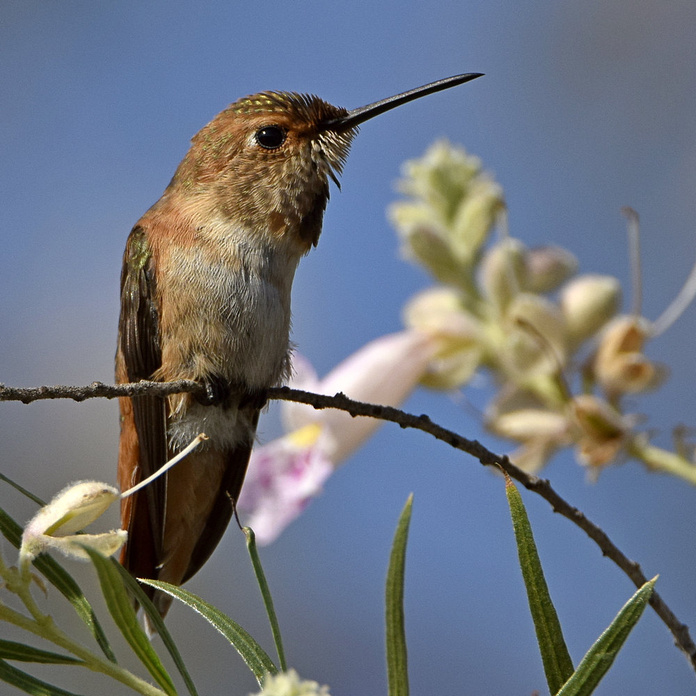 Hummer28.jpg
