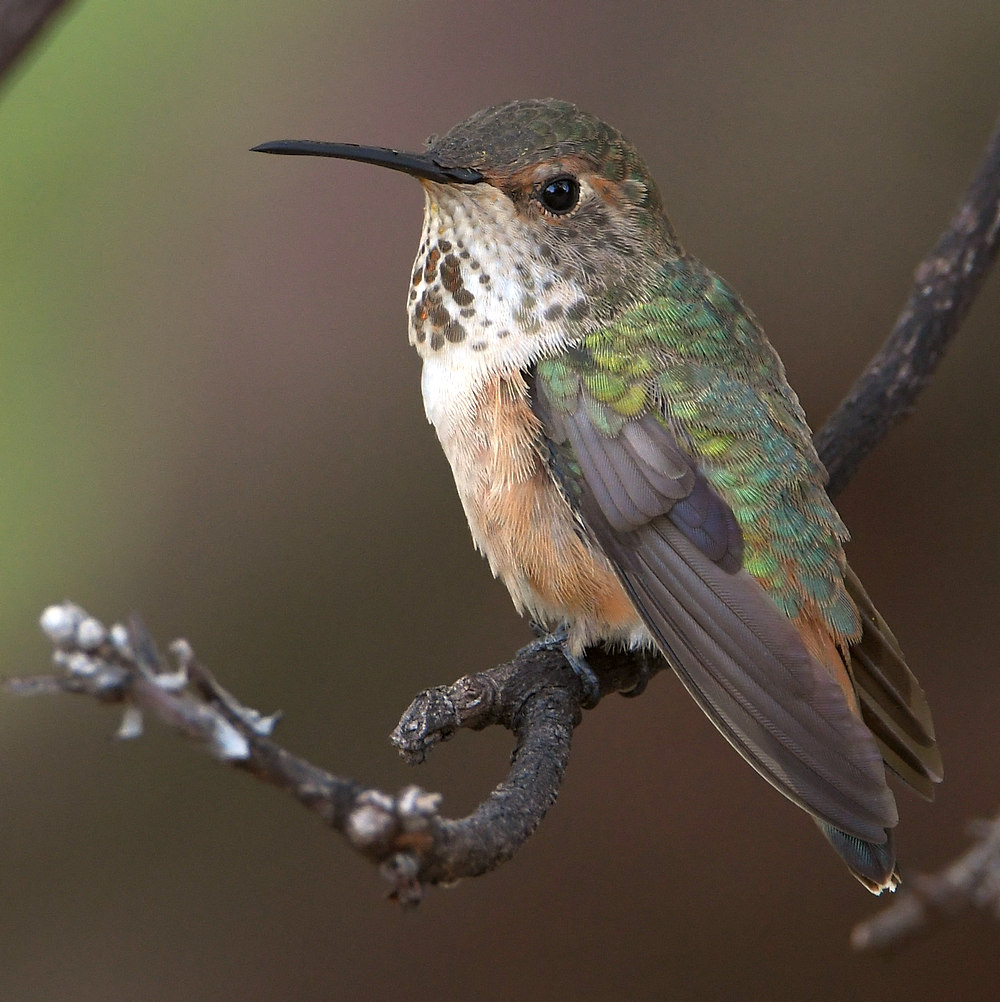Hummer28.jpg