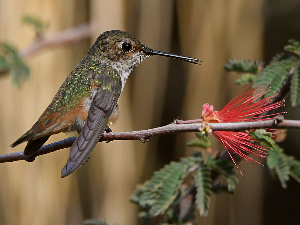 Hummer28.jpg