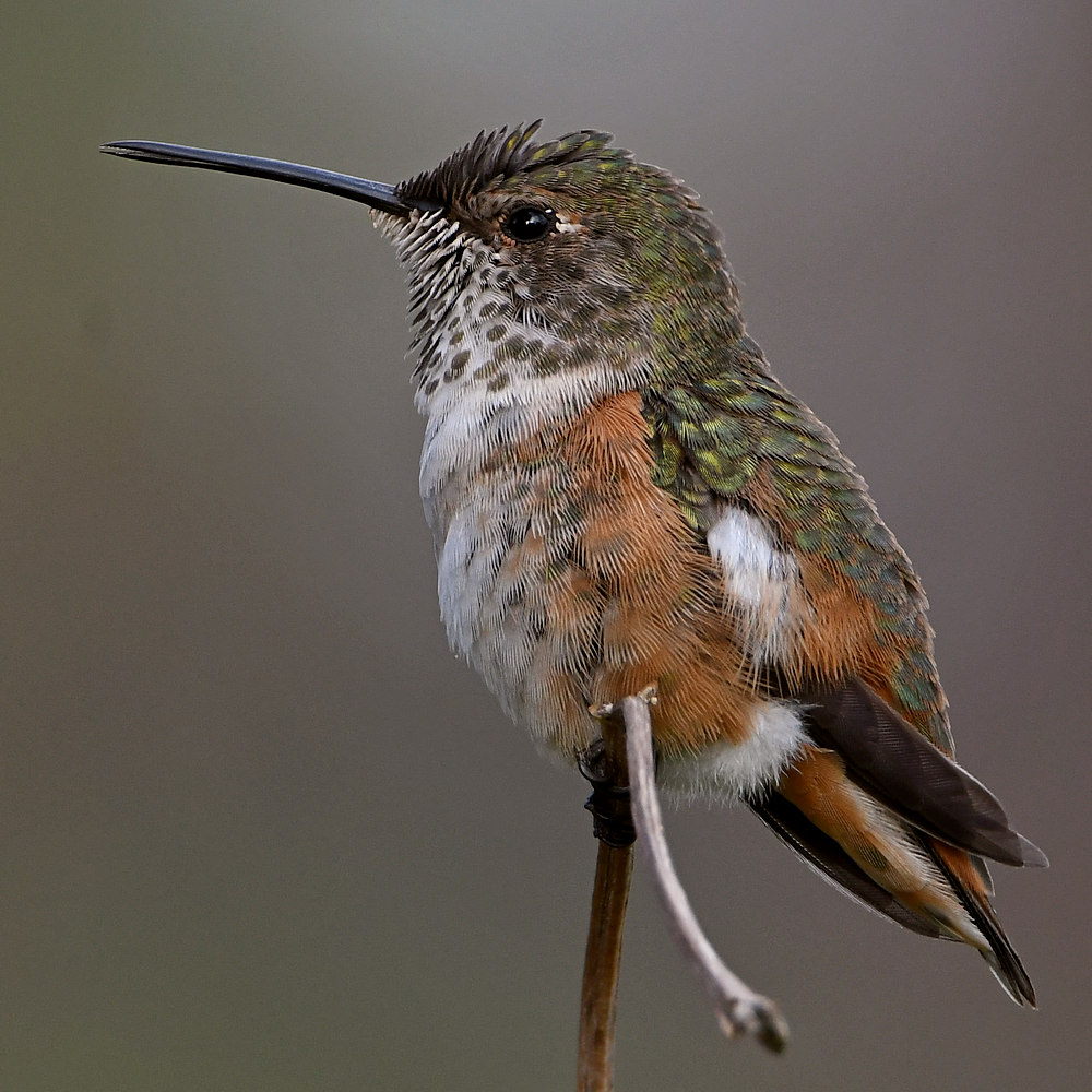 Hummer28.jpg