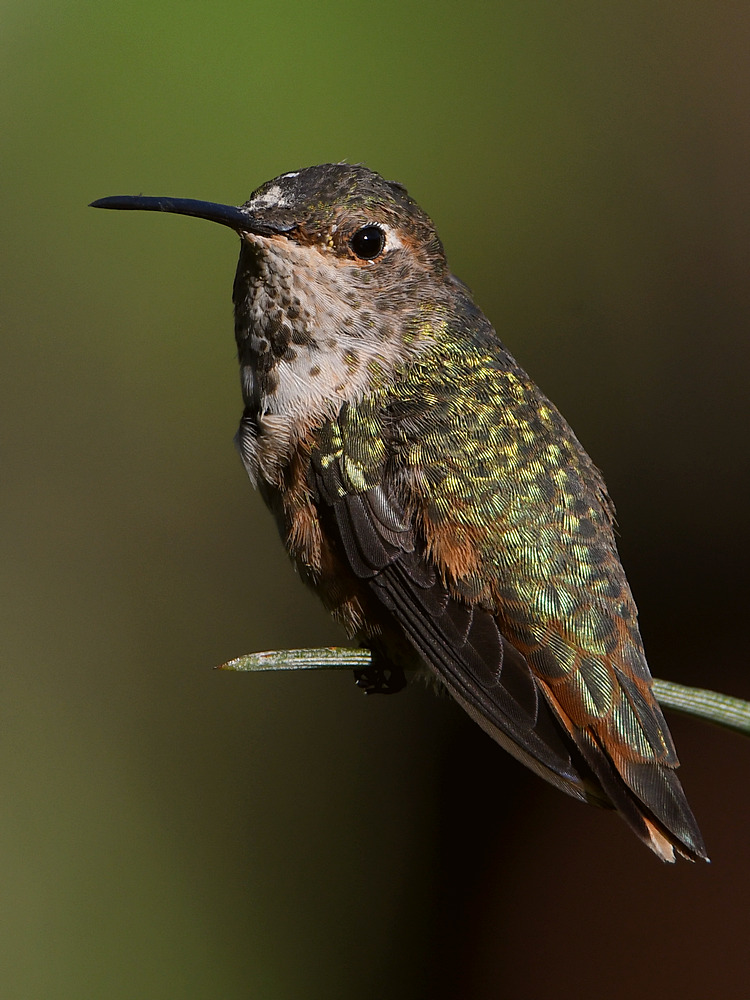 Hummer28.jpg