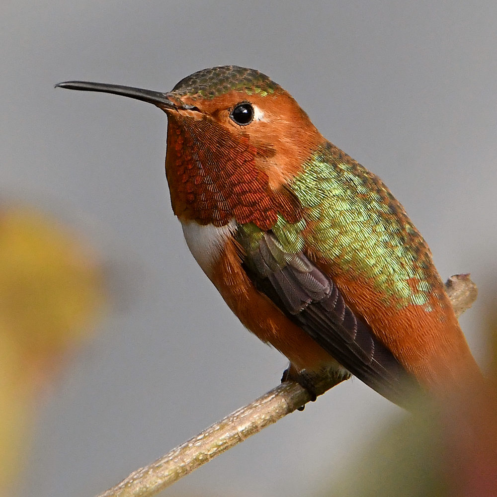Hummer28.jpg