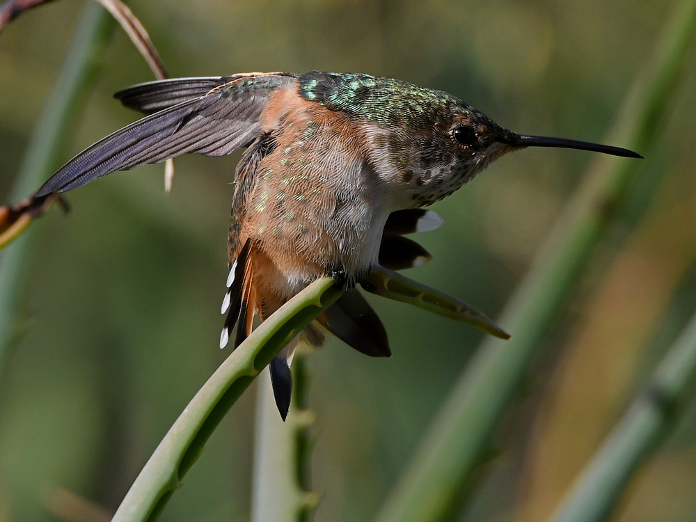Hummer28.jpg