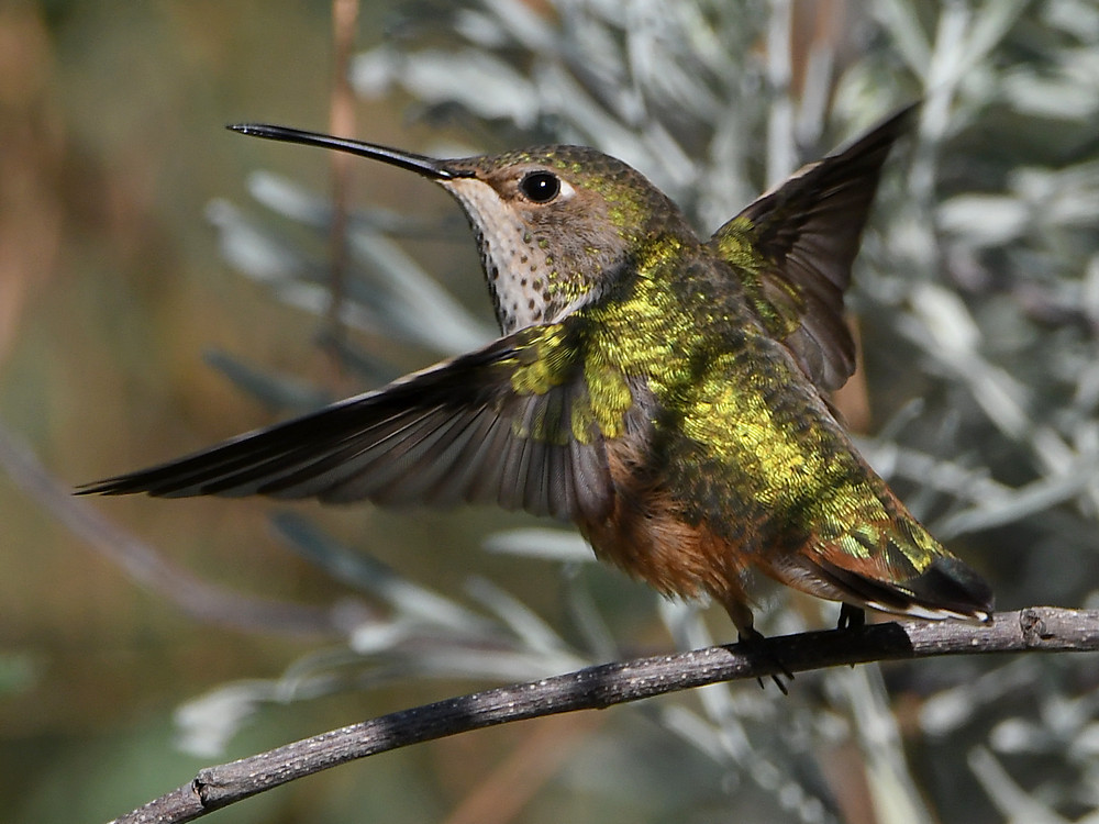 Hummer28.jpg