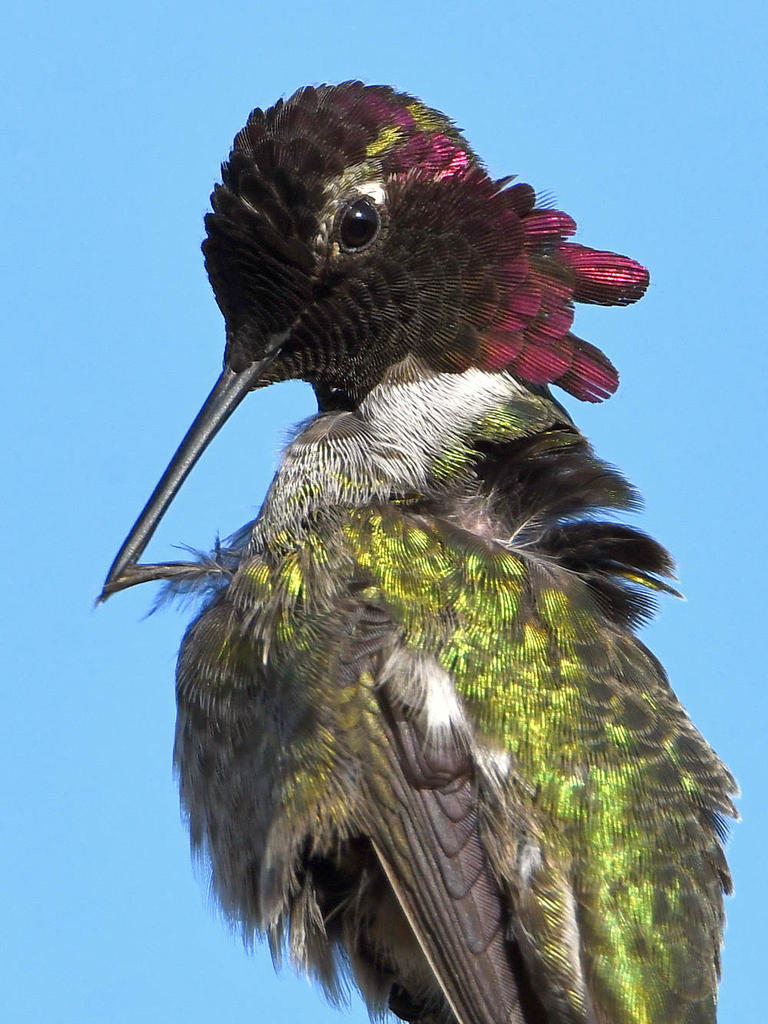 Hummer28.jpg