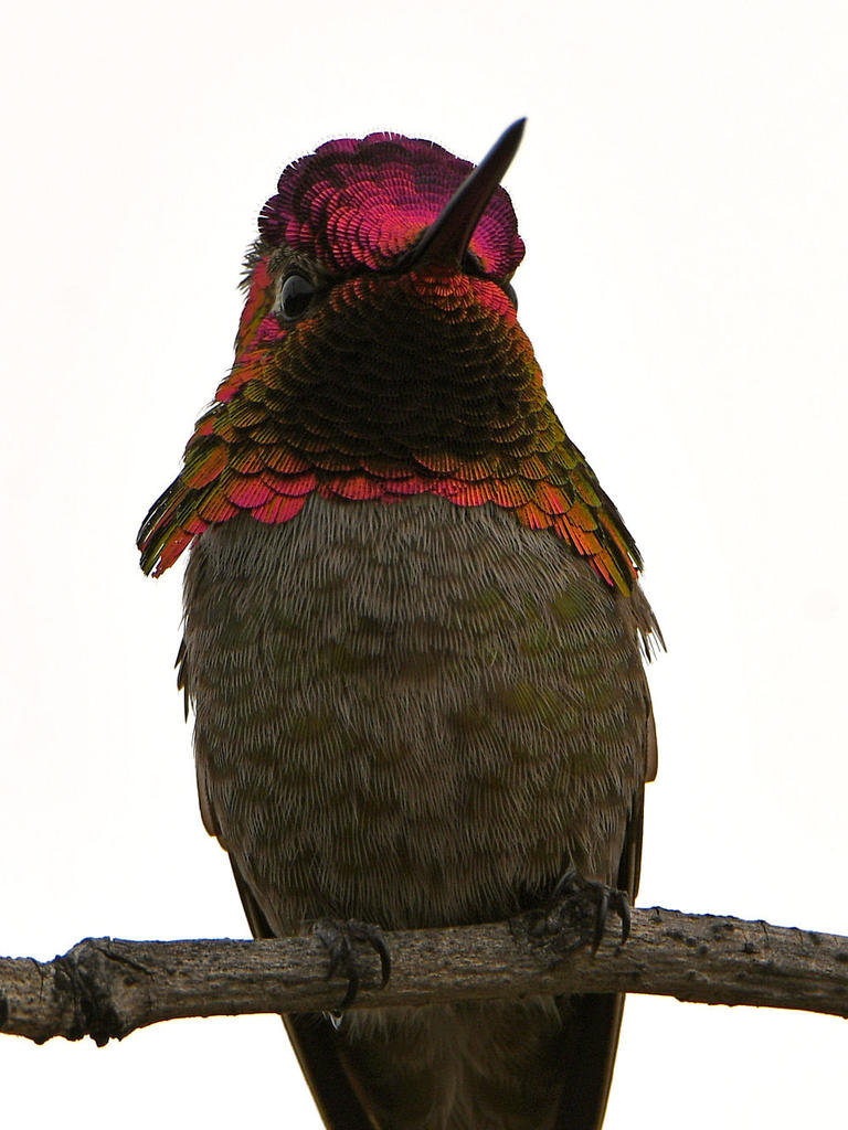 Hummer28.jpg