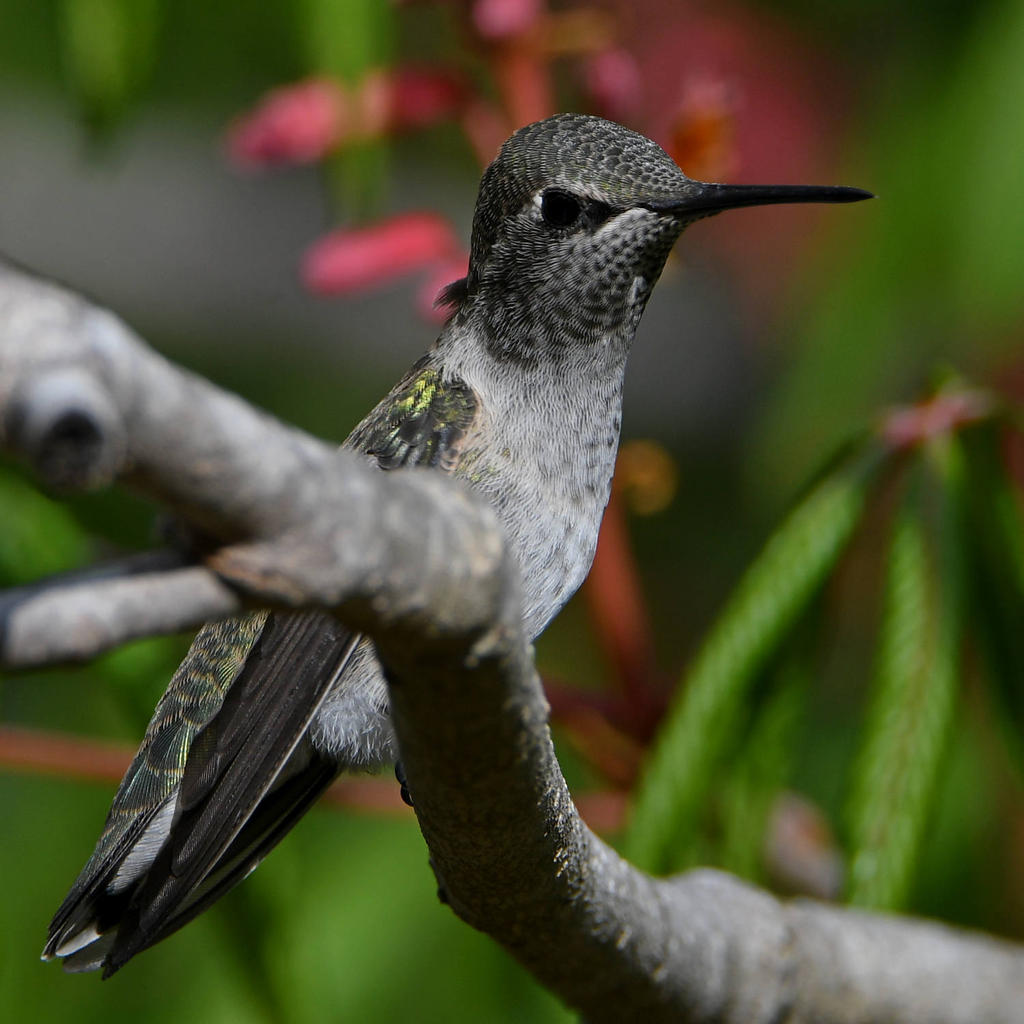 Hummer28.jpg