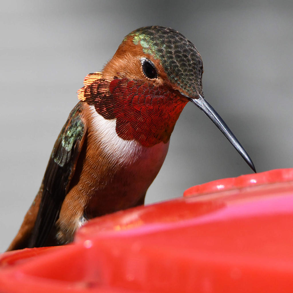 Hummer28.jpg