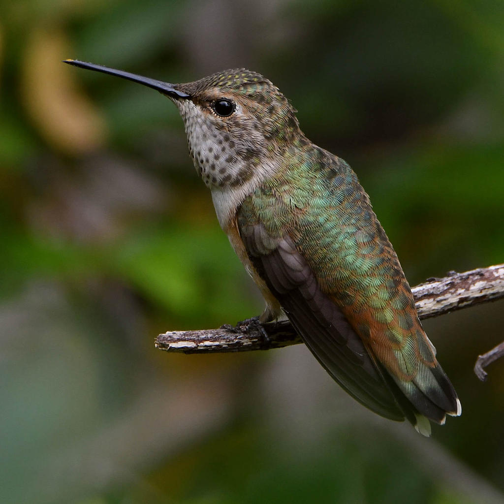 Hummer28.jpg