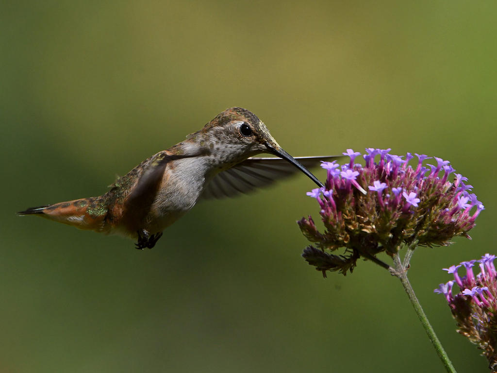 Hummer28.jpg