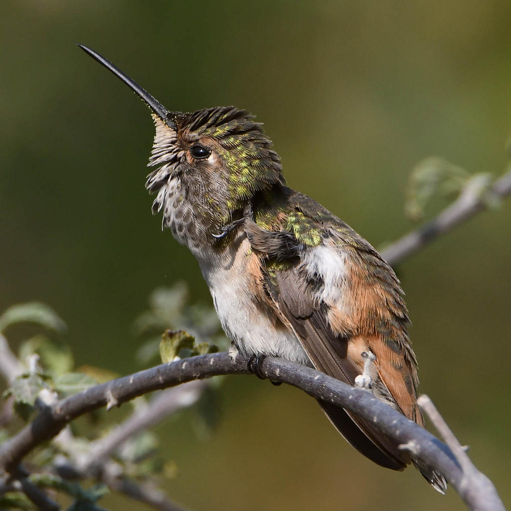 Hummer28.jpg
