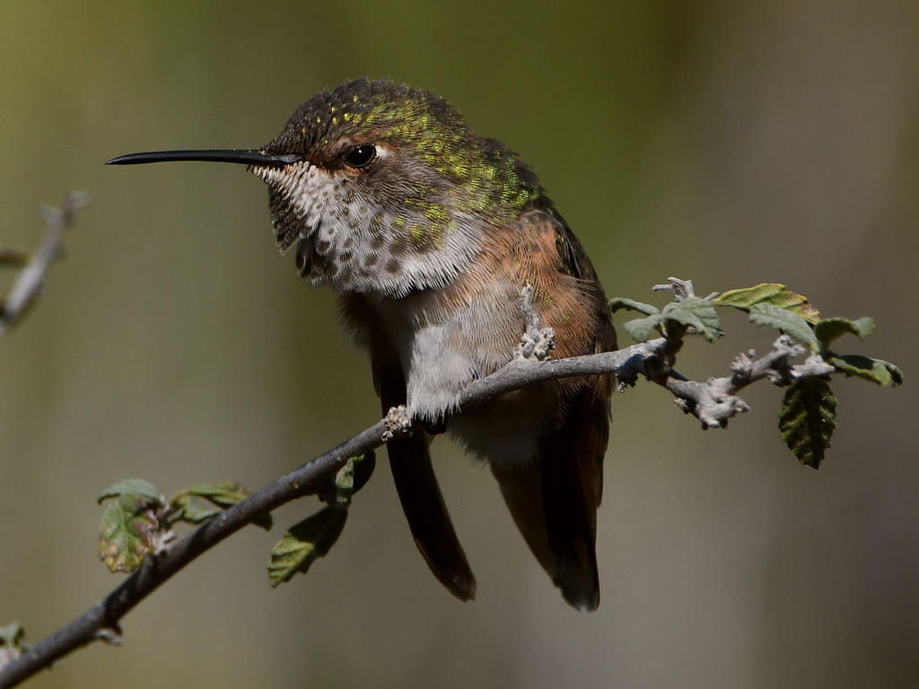 Hummer28.jpg