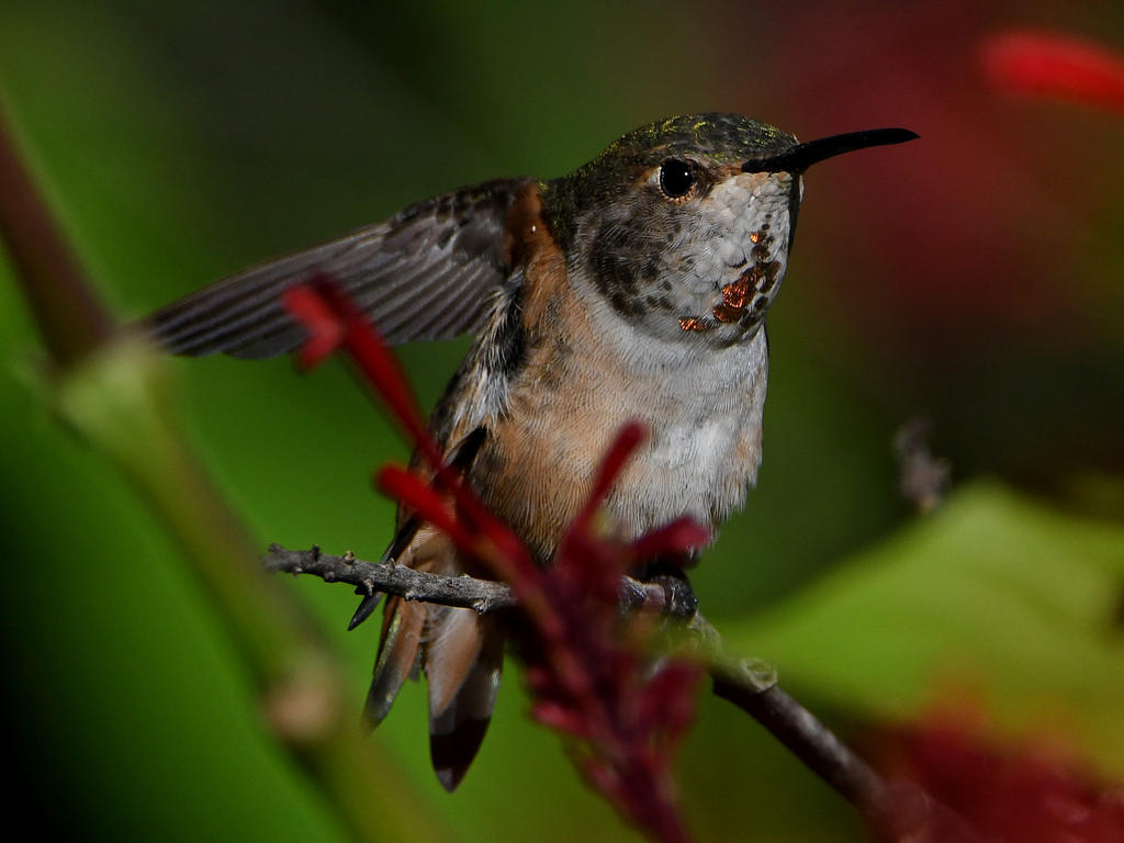 Hummer28.jpg