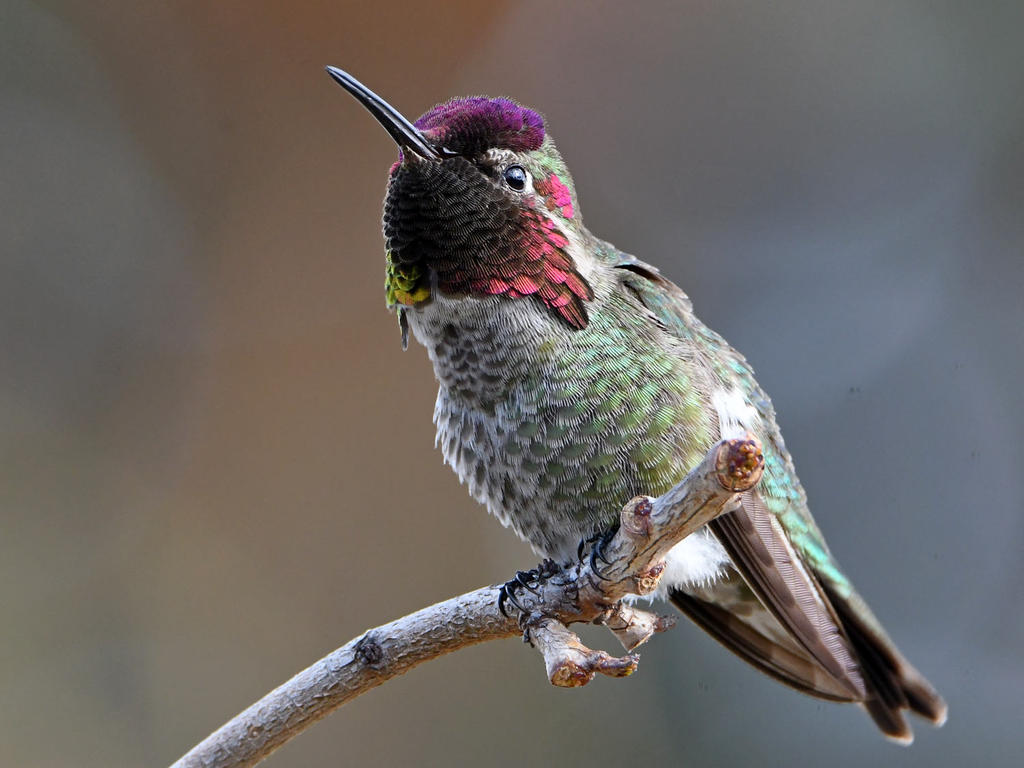 Hummer28.jpg