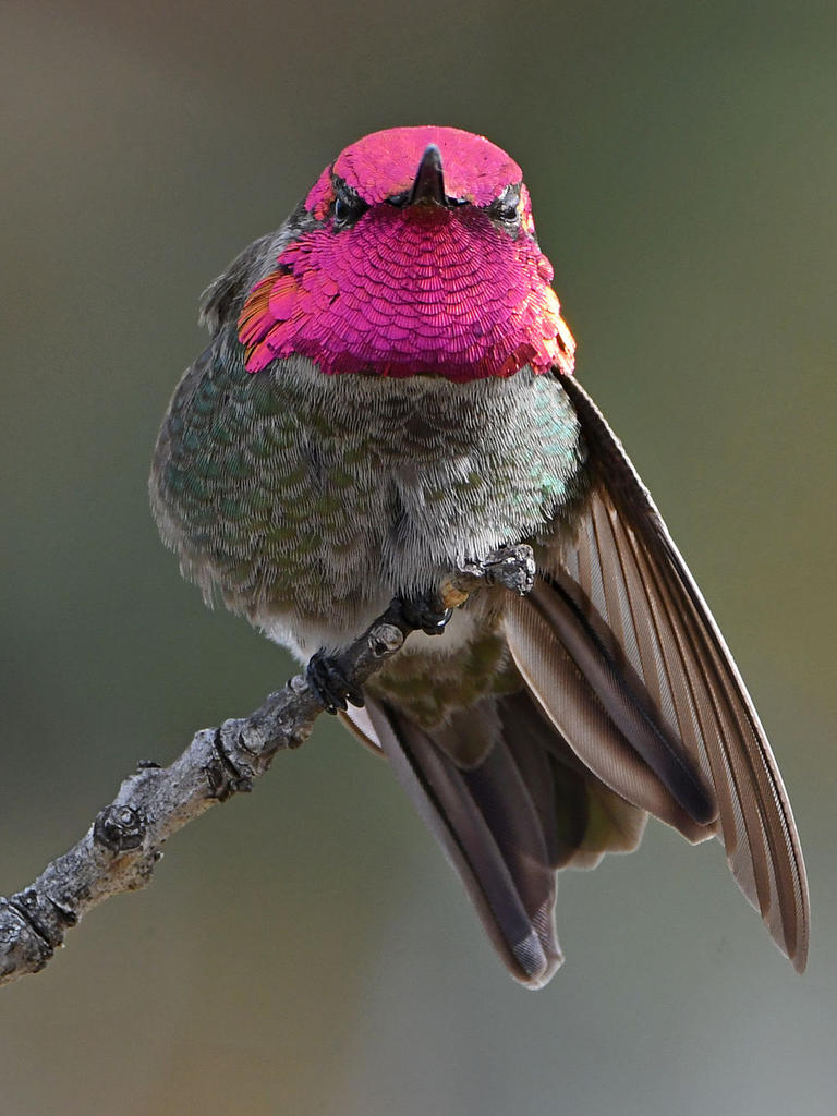 Hummer28.jpg
