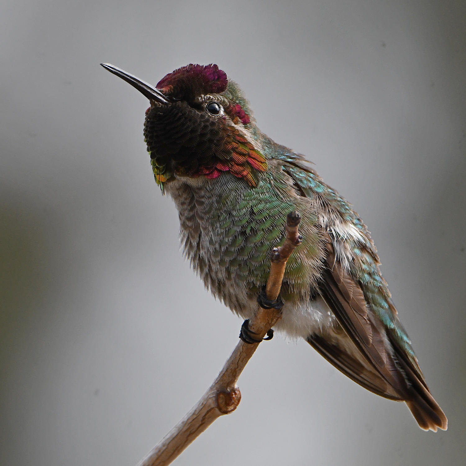Hummer28.jpg