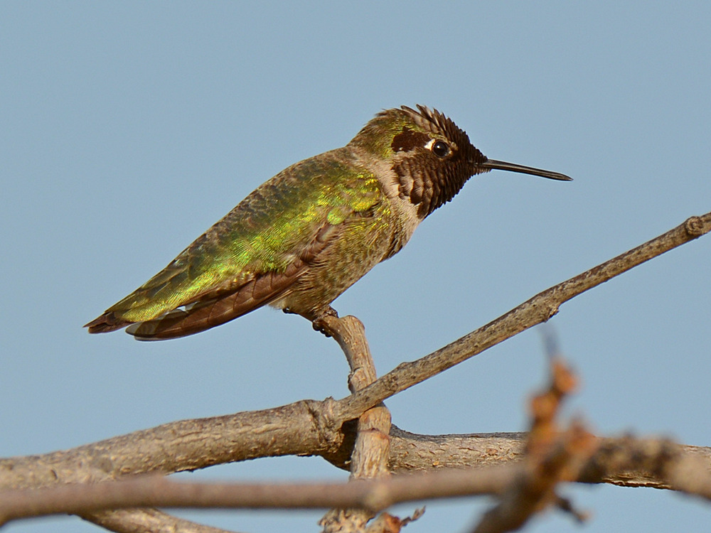 Hummer29.jpg