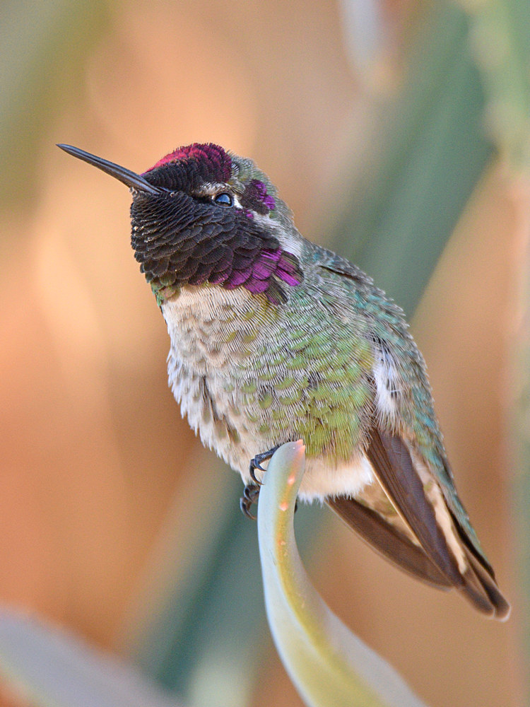 Hummer29.jpg
