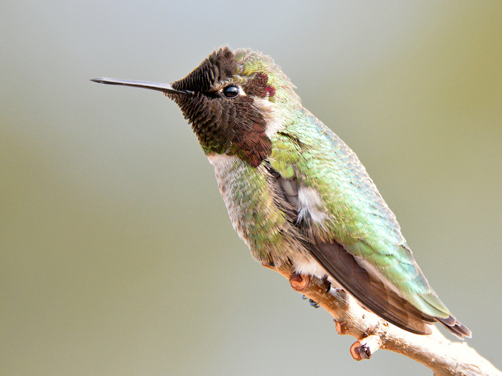 Hummer29.jpg