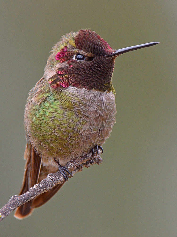 Hummer29.jpg