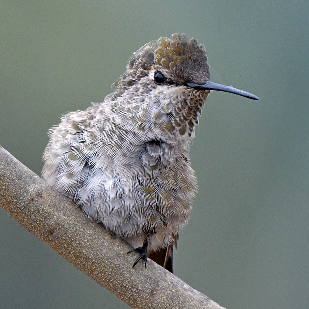Hummer29.jpg