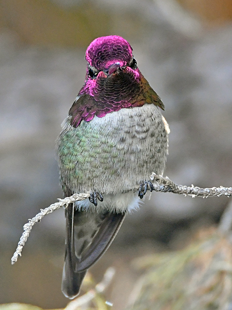Hummer29.jpg