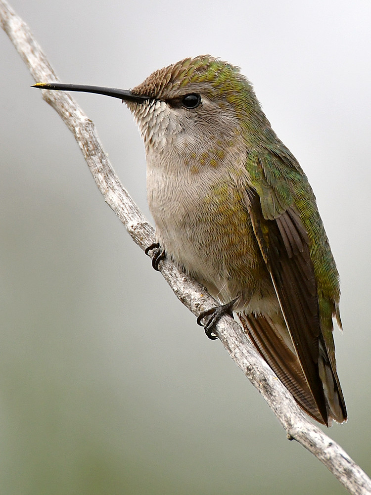 Hummer29.jpg